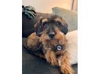 Adopt Lola a Brown/Chocolate - with Black Mutt / Schnauzer (Miniature) / Mixed