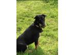 Adopt Koko a Brown/Chocolate - with White Rottweiler / Mixed dog in Federal Way