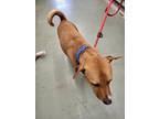 Adopt Kingston a Brown/Chocolate Basenji / Mixed Breed (Medium) / Mixed (short
