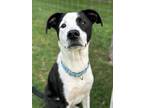 Adopt Stitch a Black Labrador Retriever / Pointer / Mixed (short coat) dog in