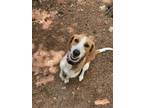 Adopt River a Brown/Chocolate - with White Foxhound / Mixed dog in Raleigh