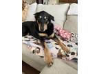 Adopt Bella a Black - with Tan, Yellow or Fawn German Shepherd Dog / Doberman