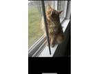 Adopt Mia a Orange or Red Tabby Domestic Longhair / Mixed (long coat) cat in