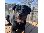 Adopt Delilah a Black Rottweiler / Mixed (short coat) dog in Wheaton