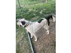 Adopt Boba a Tricolor (Tan/Brown & Black & White) Australian Cattle Dog / German