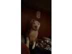 Adopt Eggsy a White - with Gray or Silver American Pit Bull Terrier / Mixed dog