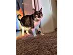 Adopt Orca a Black & White or Tuxedo American Shorthair / Mixed (medium coat)
