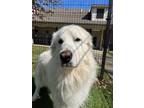 Adopt Rembrandt 169-24 a White Great Pyrenees / Mixed Breed (Medium) / Mixed