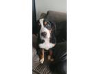 Adopt Monroe a Black - with White Bernese Mountain Dog / Mixed dog in Parma