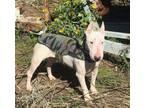 Adopt Billie a Bull Terrier / Mixed dog in Austin, TX (40942729)