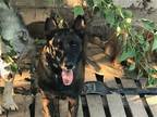 Adopt Marin a Belgian Malinois / Mixed dog in Austin, TX (40942732)
