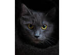 Adopt Chloe a Gray or Blue Domestic Mediumhair / Mixed Breed (Medium) / Mixed