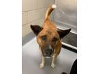Adopt Tails a Tan/Yellow/Fawn Akita / Australian Cattle Dog / Mixed (short coat)