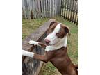 Adopt Oslo a Brown/Chocolate - with White Labrador Retriever / Husky / Mixed dog