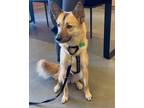 Adopt Chelsea a Tan/Yellow/Fawn Jindo / Mixed dog in Encino, CA (40666806)