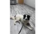 Adopt Dolly a White - with Black Border Collie / Great Pyrenees / Mixed dog in