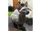 Adopt LUCILLE (BONDED WITH NEGIN) a Gray or Blue Sphynx / Mixed (short coat) cat