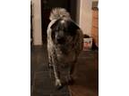 Adopt Big Ben a Gray/Blue/Silver/Salt & Pepper Australian Cattle Dog / Husky /