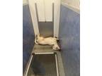 Adopt Graham a Black - with White Staffordshire Bull Terrier / Mixed dog in