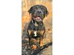Adopt Sheba a Rottweiler / Mixed dog in POMONA, NY (41088407)