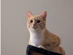 Adopt Little Buddy a Tan or Fawn Tabby Domestic Shorthair / Mixed (short coat)