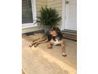 Adopt Layla a Black - with Tan, Yellow or Fawn Mutt / Black and Tan Coonhound /
