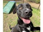 Adopt Mack a Black Labrador Retriever / Mixed Breed (Medium) / Mixed (short