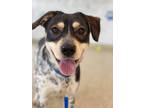 Adopt Callie a Black Beagle / Mixed Breed (Medium) / Mixed (short coat) dog in