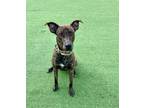 Adopt Hickory a Brindle Bernese Mountain Dog / Mixed Breed (Medium) / Mixed