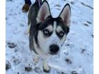 Adopt Papaya a Black Husky / Mixed Breed (Medium) / Mixed (short coat) dog in