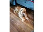 Adopt Cassidy a Black American Cocker Spaniel / Mixed Breed (Medium) / Mixed