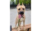 Adopt Athena a Tan/Yellow/Fawn Cane Corso / Mixed Breed (Medium) / Mixed (short