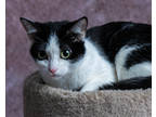 Adopt Val a All Black Domestic Shorthair / Mixed Breed (Medium) / Mixed (short