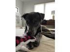 Adopt Boady a Black - with White Chow Chow / Husky / Mixed dog in Porter