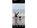 Adopt Dakota a Black - with White Sheltie, Shetland Sheepdog / Mixed dog in