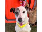 Adopt Alma a White - with Brown or Chocolate Labrador Retriever / Feist / Mixed