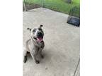 Adopt Pepper a Gray/Blue/Silver/Salt & Pepper American Pit Bull Terrier / Mixed