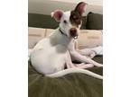 Adopt Harvey a White - with Brown or Chocolate Pointer / Pit Bull Terrier /