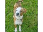 Adopt Stuart a Red/Golden/Orange/Chestnut - with White Australian Shepherd /