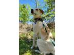 Adopt Casey K a White - with Tan, Yellow or Fawn Labrador Retriever / Great