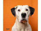 Adopt Toffee a White Mixed Breed (Small) / Mixed Breed (Medium) / Mixed (short