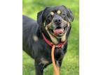 Adopt Billy a Black - with Brown, Red, Golden, Orange or Chestnut Rottweiler /