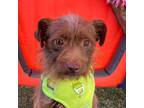 Adopt Scout a Red/Golden/Orange/Chestnut - with White Norfolk Terrier /