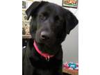 Adopt Mia (Underdog) a Black Labrador Retriever / Husky / Mixed (short coat) dog