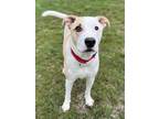 Adopt Jedi a Tan/Yellow/Fawn Mixed Breed (Small) / Mixed Breed (Medium) / Mixed