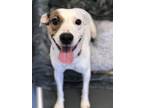 Adopt Daisy a White Mixed Breed (Medium) / Mixed Breed (Medium) / Mixed (short