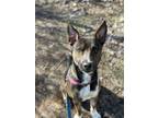 Adopt Felix a Brown/Chocolate - with Tan Australian Cattle Dog / Mixed dog in
