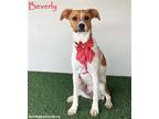Adopt Beverly a White - with Tan, Yellow or Fawn Jack Russell Terrier / Mixed