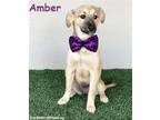 Adopt Amber a Tan/Yellow/Fawn - with Black Australian Shepherd / Mixed dog in