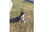 Adopt Chyanne a Black - with White Border Collie / Labrador Retriever / Mixed